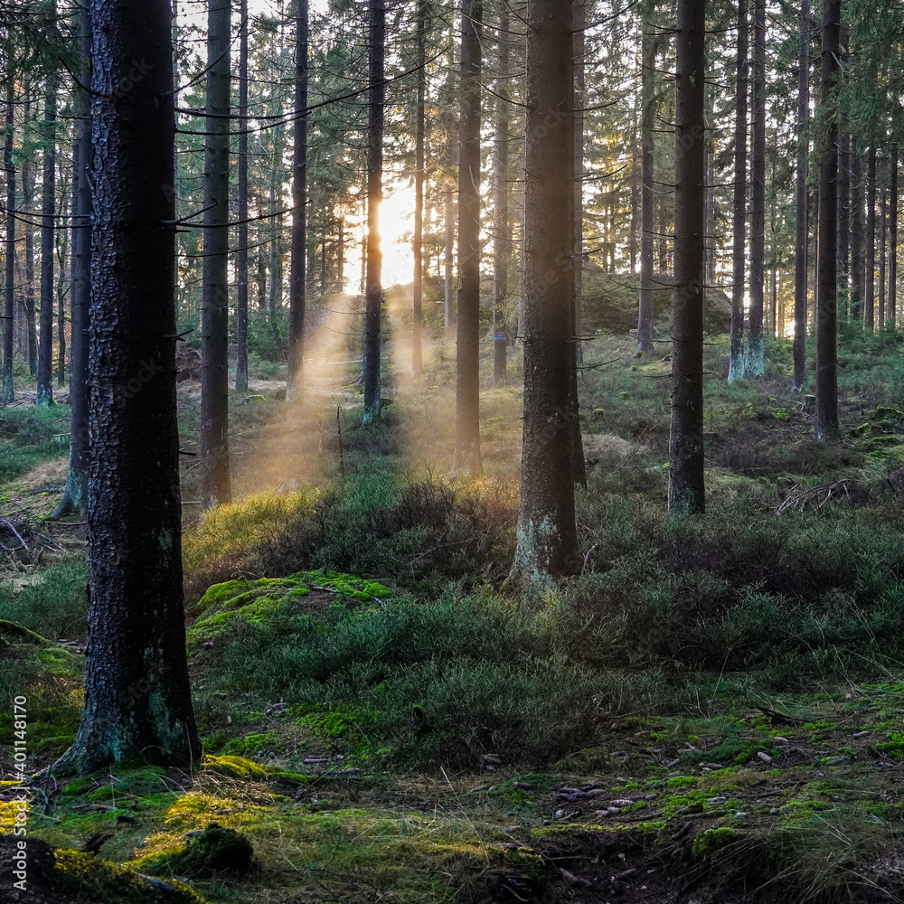 Fototapeta premium Sonnenstrahlen im Wald mit Nebel im Herbst 