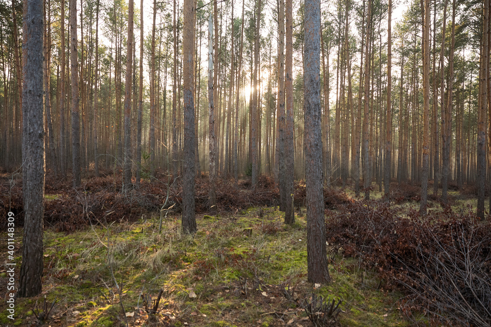 Pine forest covered of green grass and green moss. Mystic atmosphere Pine forest covered of green grass and green moss. Mystic atmosphere