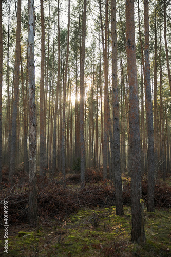 Pine forest covered of green grass and green moss. Mystic atmosphere