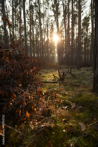 Pine forest covered of green grass and green moss. Mystic atmosphere