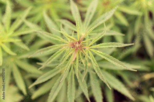 Cannabiss background. Texture of young shoots of marijuana. Wallpaper of marijuana