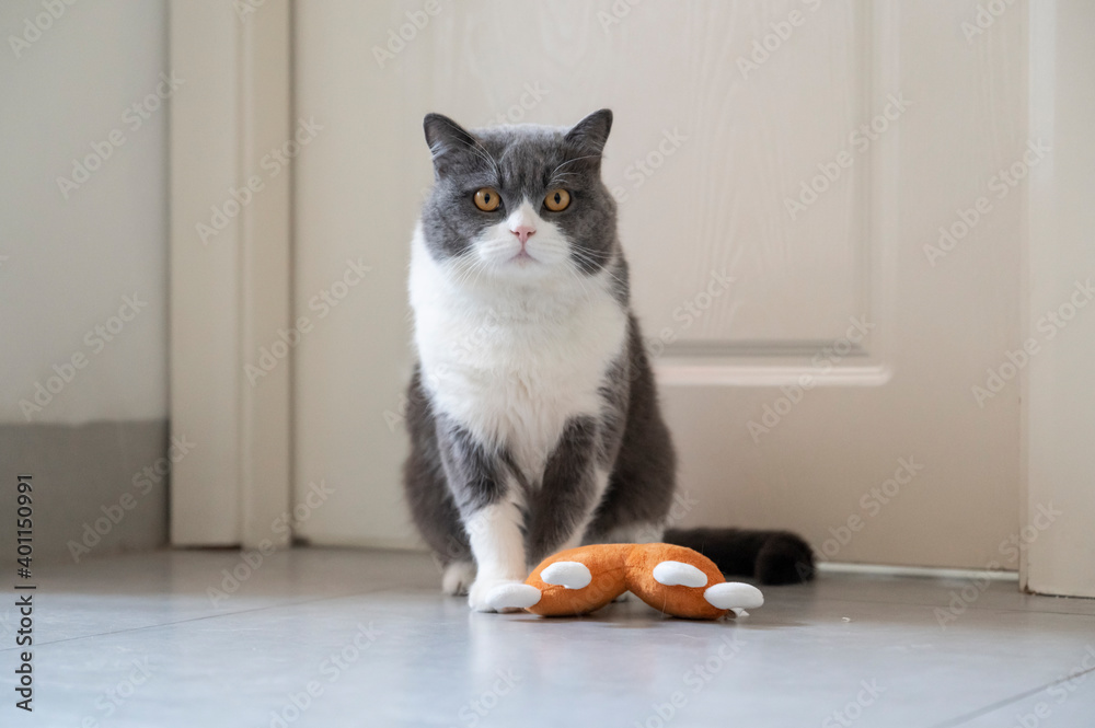 British shorthair cat playing with toys