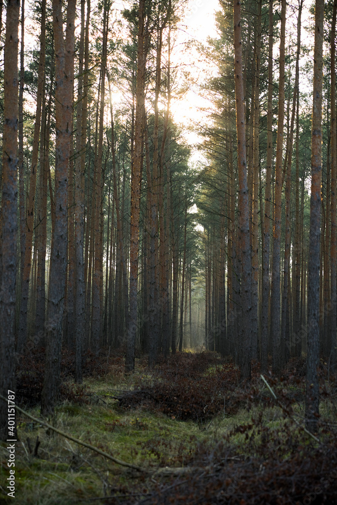 Pine forest covered of green grass and green moss. Mystic atmosphere