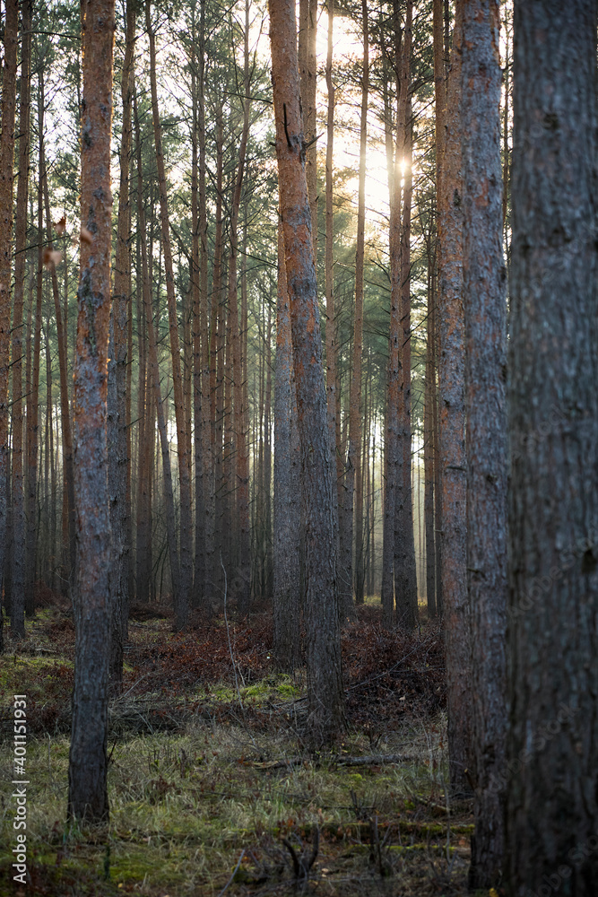Pine forest covered of green grass and green moss. Mystic atmosphere Pine forest covered of green grass and green moss. Mystic atmosphere