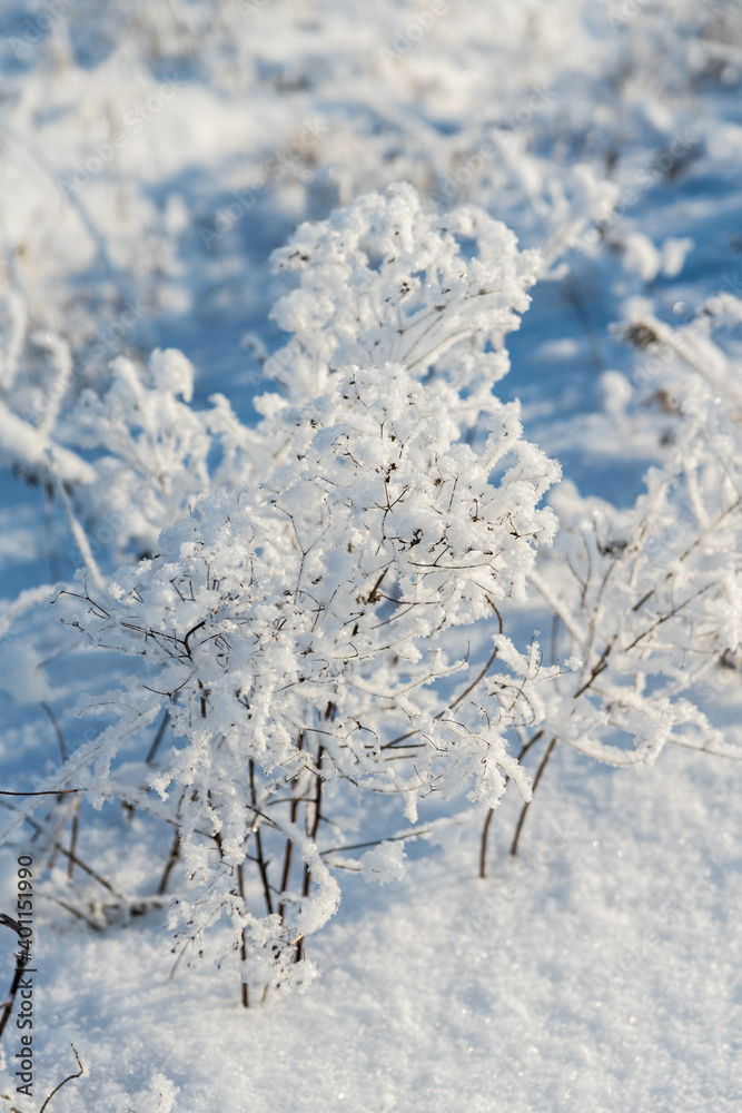 Beautiful snow covered plants on the winter field. Winter landscape. Beautiful winter nature. Beautiful snow covered plants on the winter field. Winter landscape. Beautiful winter nature.