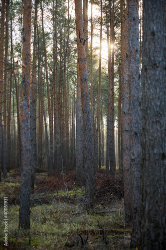 Pine forest covered of green grass and green moss. Mystic atmosphere