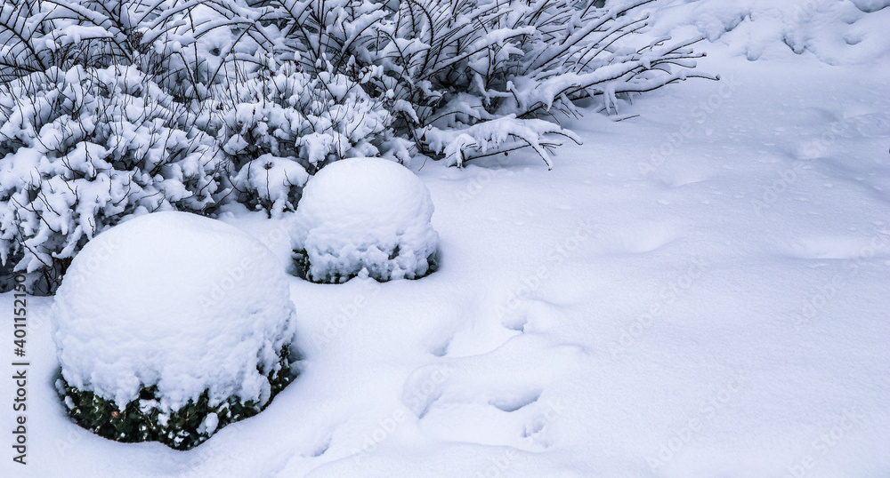 Winter garden with decorative evergreen boxwood (Buxus Sempervirens) covered with white snow. Gardening concept. Winter garden with decorative evergreen boxwood (Buxus Sempervirens) covered with white snow. Gardening concept.