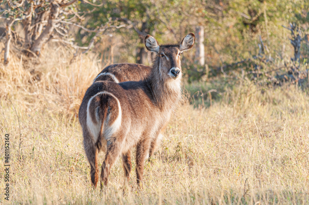 water-buck herd on safari reserve. Botswana, Africa water-buck herd on safari reserve. Botswana, Africa