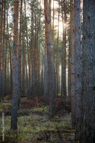 Pine forest covered of green grass and green moss. Mystic atmosphere