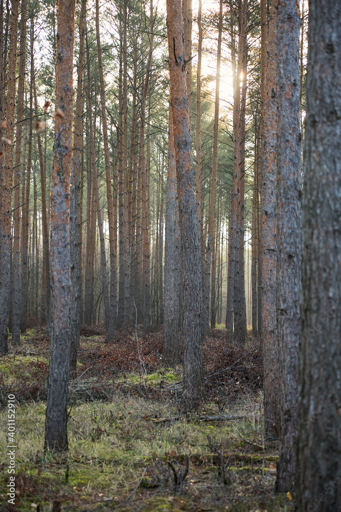 Pine forest covered of green grass and green moss. Mystic atmosphere Pine forest covered of green grass and green moss. Mystic atmosphere