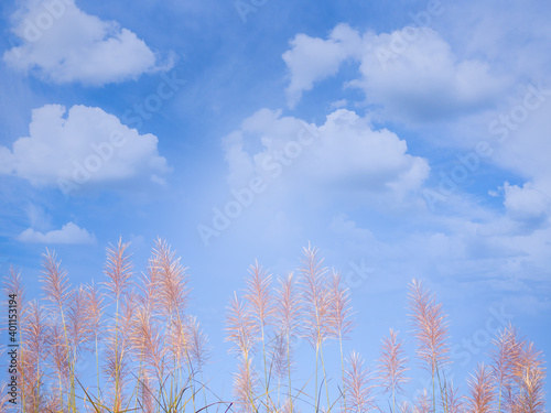 Mission grass flowers on blue sky background in the autumn.  for wallpaper or background. astonishment of nature. no people and outdoor. © wing-wing