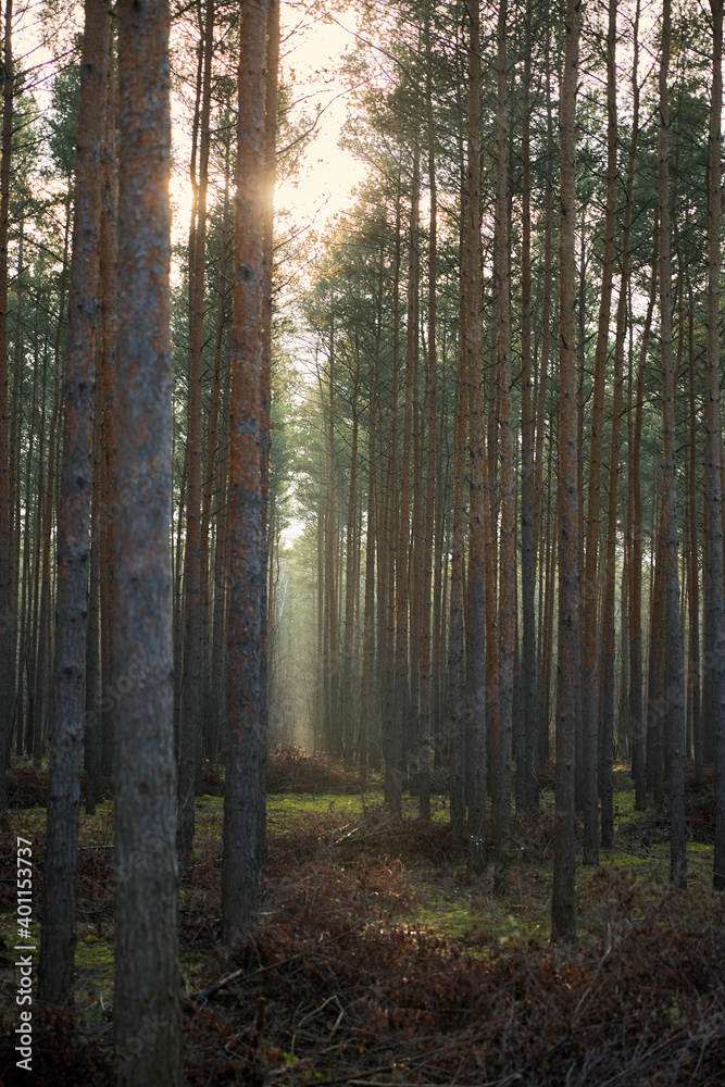 Fototapeta premium Pine forest covered of green grass and green moss. Mystic atmosphere