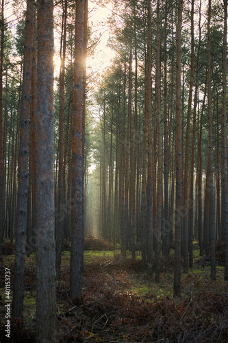 Pine forest covered of green grass and green moss. Mystic atmosphere