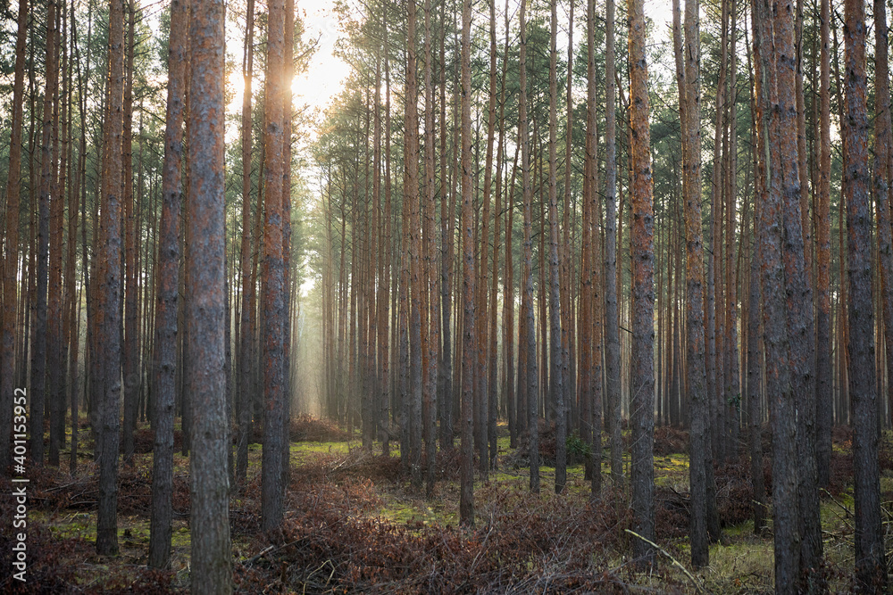 Fototapeta premium Pine forest covered of green grass and green moss. Mystic atmosphere