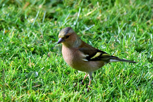 Buchfink-Männchen im Gras (Nahaufnahme)