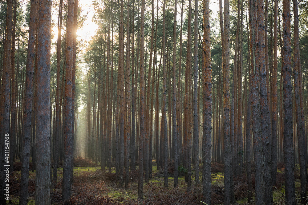 Pine forest covered of green grass and green moss. Mystic atmosphere Pine forest covered of green grass and green moss. Mystic atmosphere