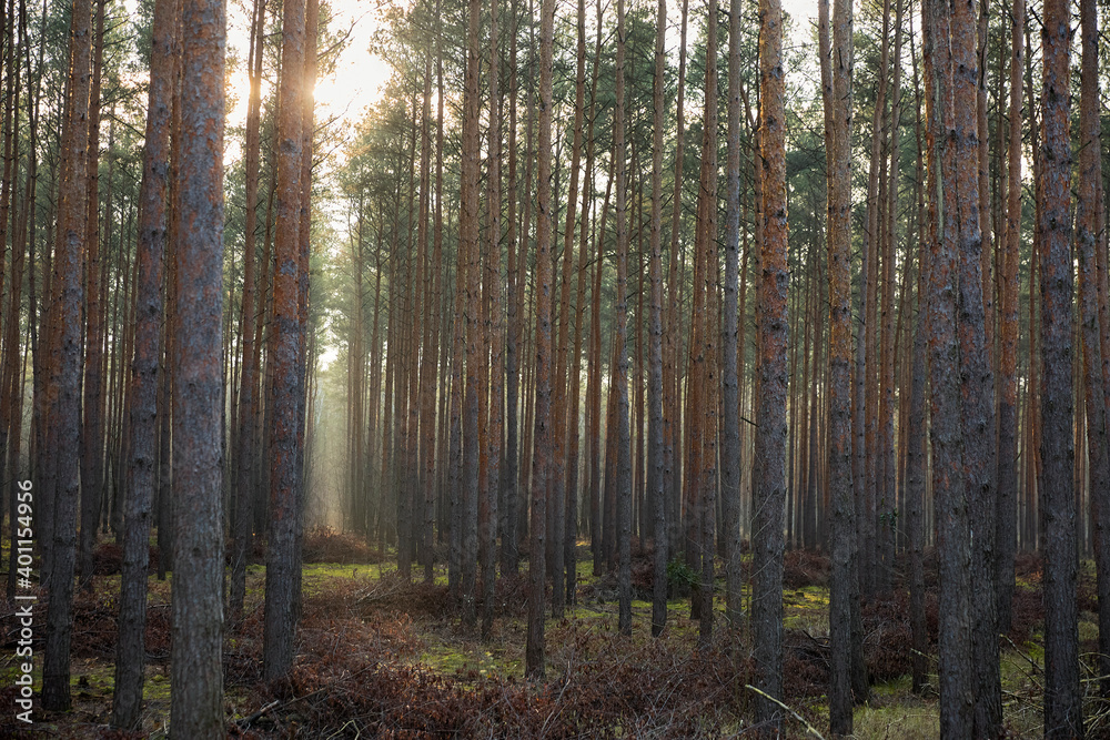 Fototapeta premium Pine forest covered of green grass and green moss. Mystic atmosphere