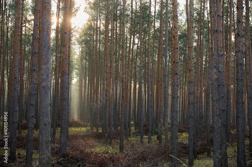 Pine forest covered of green grass and green moss. Mystic atmosphere