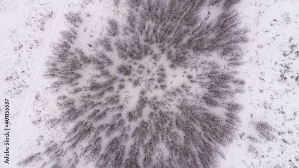 Take off over leafless trees in a winter forest. Aerial photography Take off over leafless trees in a winter forest. Aerial photography