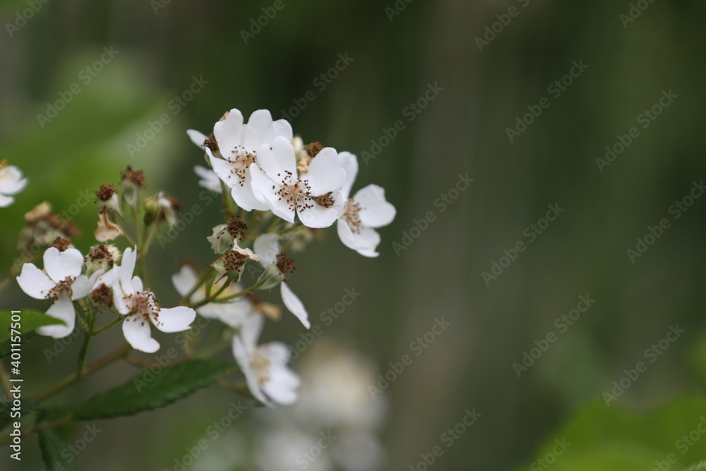 Small and tiny white flowers with green leaves and foliage background Small and tiny white flowers with green leaves and foliage background