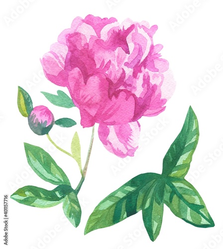 Watercolor delicate pink Peony on white isolated background.Botanical illustration of hand drawn flowers.Designs for weddings valentine s day mother s day invitations cards social media packaging.