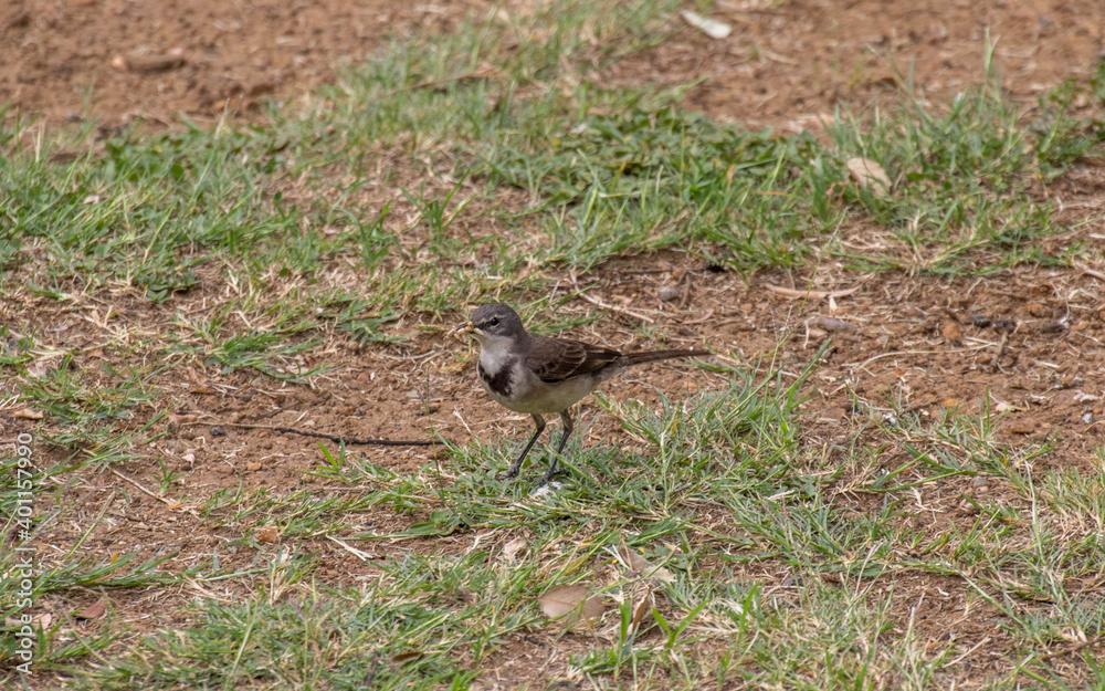 Obraz premium A cape wagtail with a bill full of grubs as food for nestlings image in horizontal format