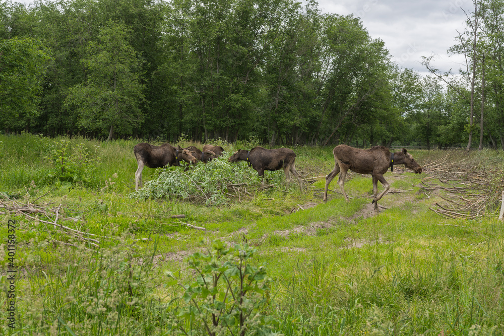 Several adult moose eating tree branches on a moose farm