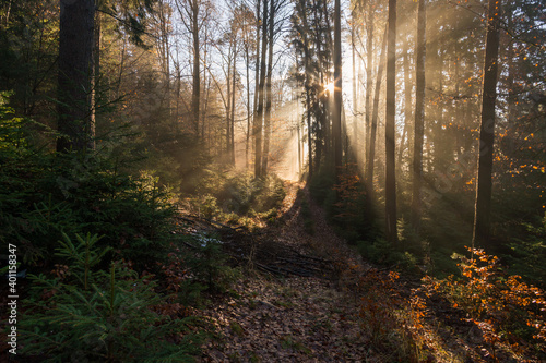 Light mood in the morning mist at sunrise in the forest