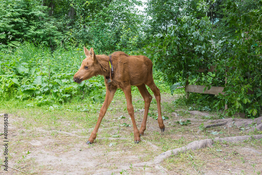 view of the moose calves walking in the nursery, the photo was taken in the forest on a cloudy day, view of the moose calves walking in the nursery, the photo was taken in the forest on a cloudy day,