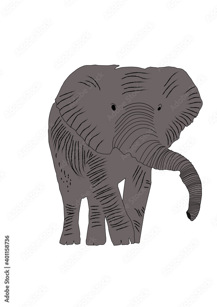 Fototapeta premium ELEPHANT