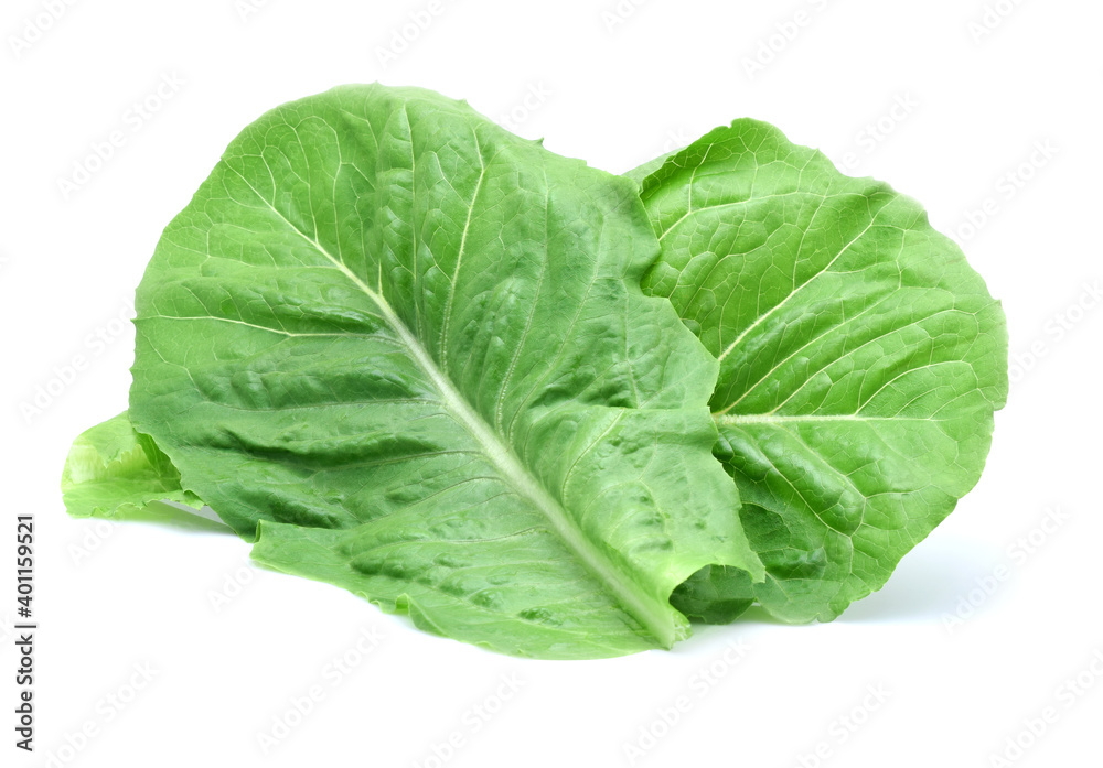 Lettuce green leaf salad isolated on white background. Lettuce green leaf salad isolated on white background.
