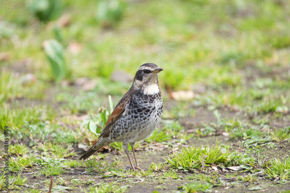 Obraz premium ツグミ