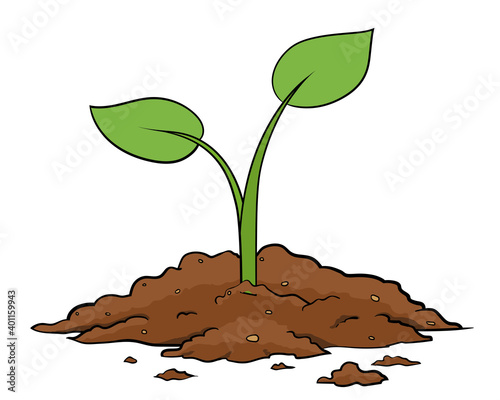 Seedling growing in soil. Green sprout 