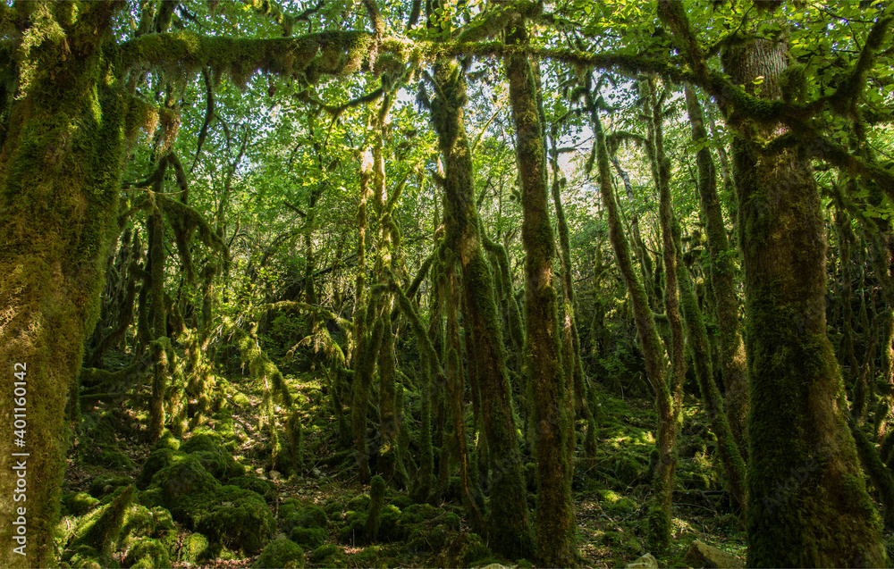 Forêt moussue à Serrières-sur-Ain, France Forêt moussue à Serrières-sur-Ain, France