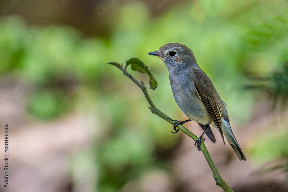 Red-throated Flycatcher on branch on green background. Red-throated Flycatcher on branch on green background.