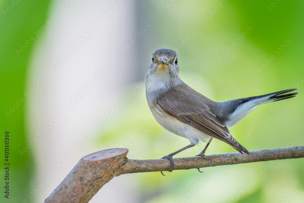 Red-throated Flycatcher on branch on green background.