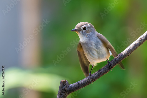 Red-throated Flycatcher on branch on green background.