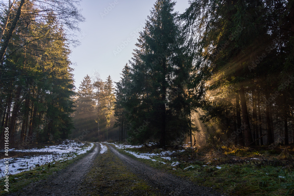 Fototapeta premium Light mood in the morning mist at sunrise in the forest