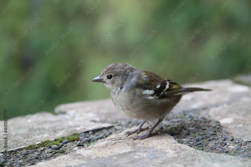 Bird Bird