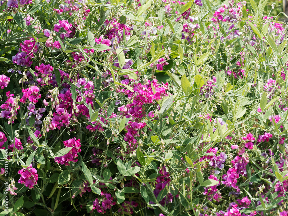 Lathyrus latifolius | Pois de senteur vivace ou Gesse à larges feuilles 'Pink Pearl' et boutons floraux blanc rose-verdâtre Lathyrus latifolius | Pois de senteur vivace ou Gesse à larges feuilles 'Pink Pearl' et boutons floraux blanc rose-verdâtre