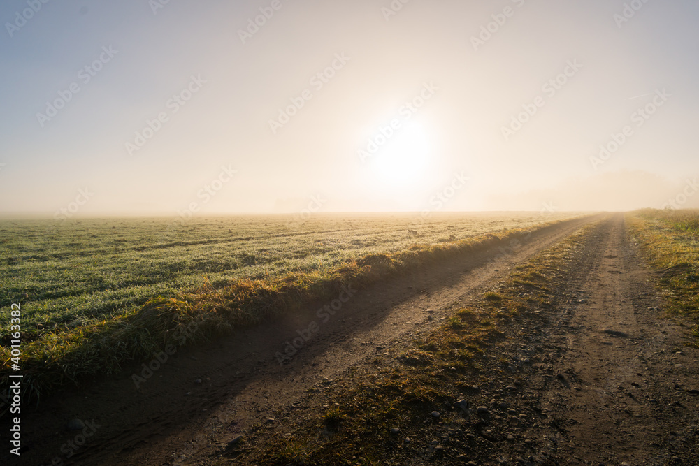 Naklejka premium Light mood in the morning mist at sunrise in the forest
