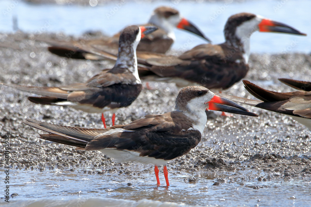 flock of Black Skimmer (Rynchops niger) perched on water. Jandaira; Bahia; Brazil flock of Black Skimmer (Rynchops niger) perched on water. Jandaira; Bahia; Brazil