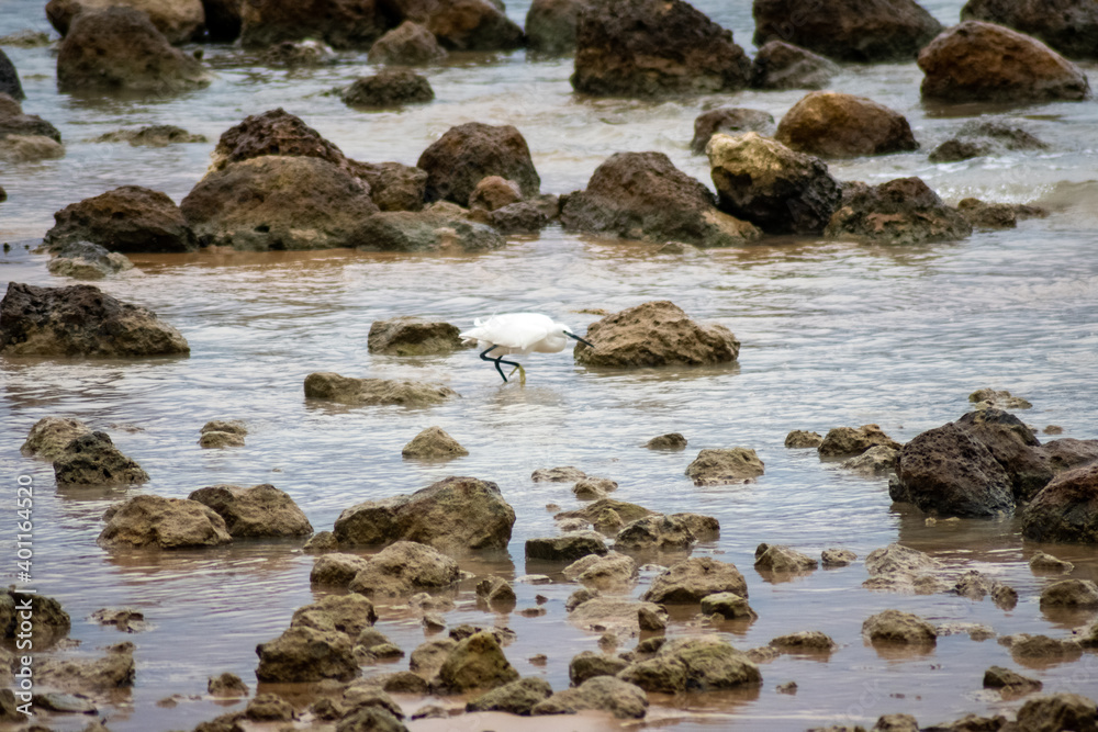 Obraz premium Garzetta che caccia