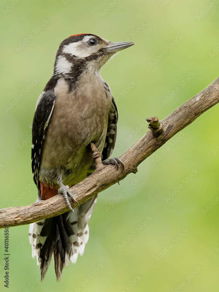 Fototapeta premium Juveniler Buntspecht
