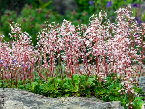 Saxifraga spathularis a spring summer flowering plant with a pink summertime flower commonly known saxifrage St Patrick's Cabbage which is a wildflower native to Ireland stock photo image photo