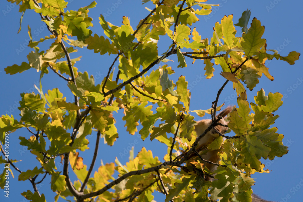 Find a squirrel on the branches. A squirrel hides in the branches of a tree. Squirrel In Tree Eating And Finding Food. Fluffy Squirrel Held By Claws On A Tree In A Park. Scavenger hunt. Search