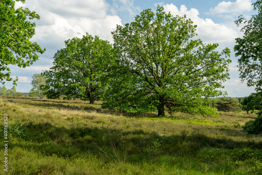 Obraz premium beautiful hillside landscape in the nature preservation area of the lueneburger heide
