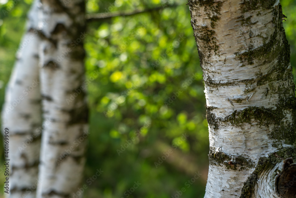 Birch trees with emerging foliage in summer time in lueneburger heide landscape