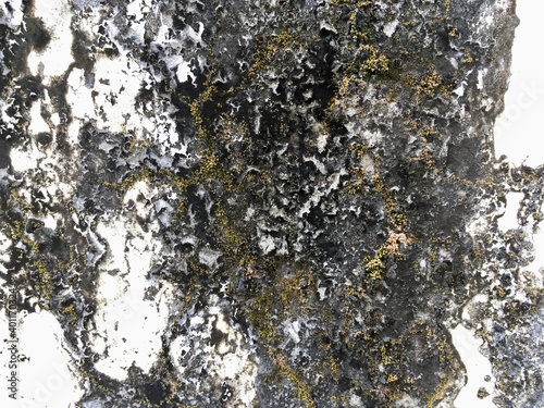 lichen on tree bark