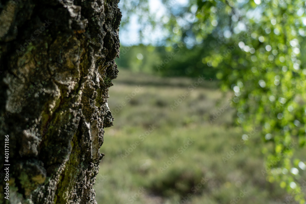 Birch trees with emerging foliage in summer time in lueneburger heide landscape Birch trees with emerging foliage in summer time in lueneburger heide landscape